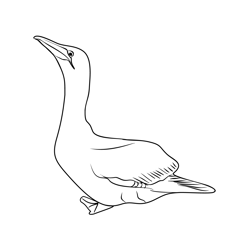 Gannet 4 Free Coloring Page for Kids