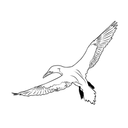 Gannet 5 Free Coloring Page for Kids