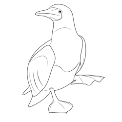 Juvenile Blue Footed Booby Free Coloring Page for Kids