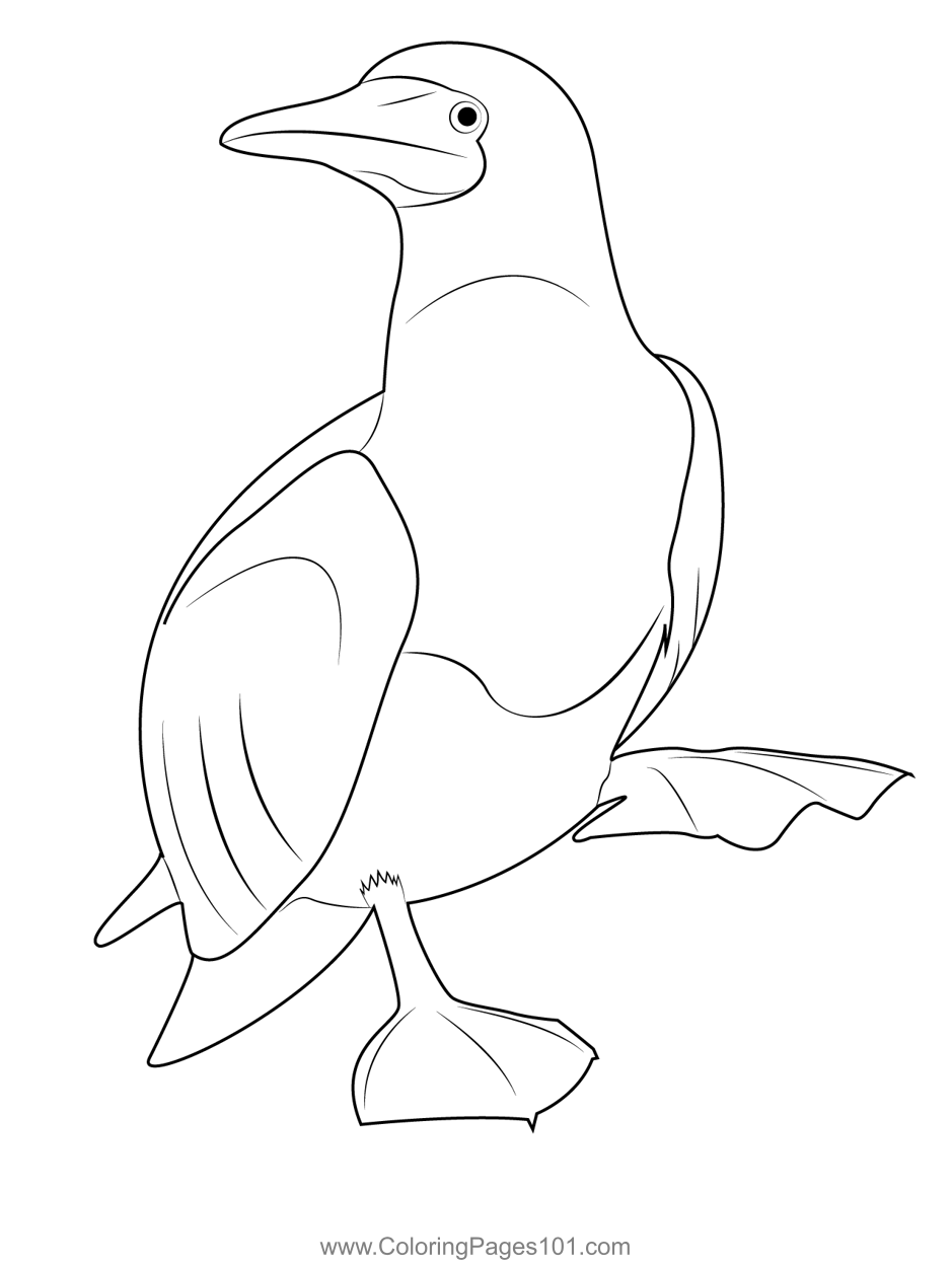 Juvenile Blue Footed Booby Coloring Page for Kids - Free Boobies and