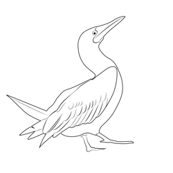 The Blue Footed Booby Dance Free Coloring Page for Kids