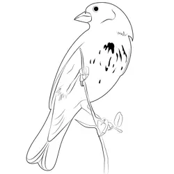 Adult Male Lark Bunting Bird Free Coloring Page for Kids