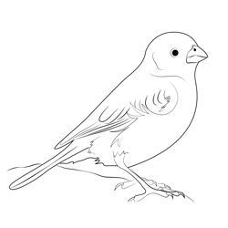 Beautiful Lark Bunting Bird Free Coloring Page for Kids
