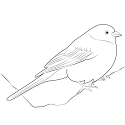 Beautiful Yellowhammer Bird Free Coloring Page for Kids