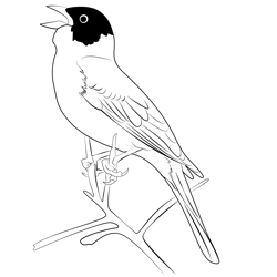 Black Headed Bunting Bird Free Coloring Page for Kids