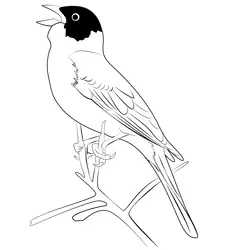 Black Headed Bunting Bird Free Coloring Page for Kids
