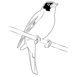 Black Headed Bunting Free Coloring Page for Kids