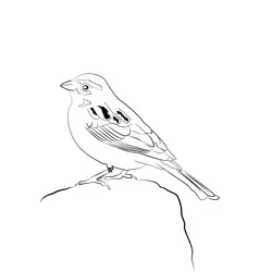 Cirl Bunting 1 Free Coloring Page for Kids