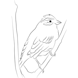 Cirl Bunting 10 Free Coloring Page for Kids