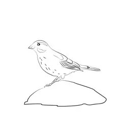 Cirl Bunting 2 Free Coloring Page for Kids