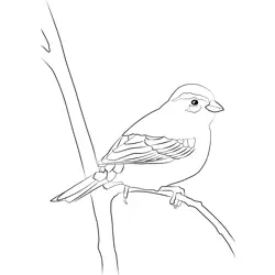 Cirl Bunting 3 Free Coloring Page for Kids