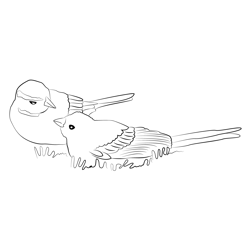 Cirl Bunting 4 Free Coloring Page for Kids