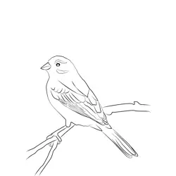 Cirl Bunting 5 Free Coloring Page for Kids