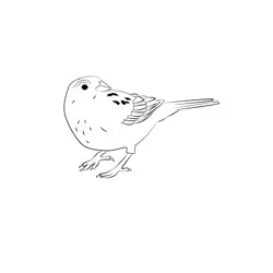 Cirl Bunting 7 Free Coloring Page for Kids