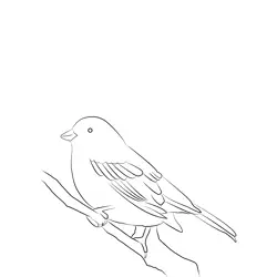 Cirl Bunting 8 Free Coloring Page for Kids