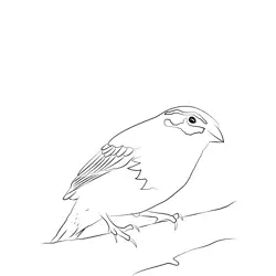 Cirl Bunting 9 Free Coloring Page for Kids