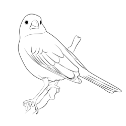 Common Lark Bunting Bird Free Coloring Page for Kids