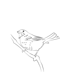 Corn Bunting 2 Free Coloring Page for Kids