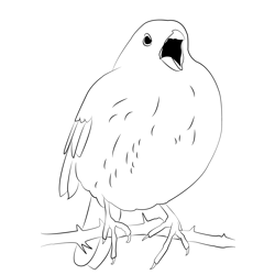 Corn Bunting 4 Free Coloring Page for Kids