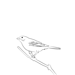 Corn Bunting 5 Free Coloring Page for Kids