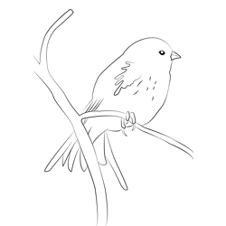 Corn Bunting 7 Free Coloring Page for Kids