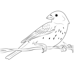 Juvenile Lark Bunting Free Coloring Page for Kids