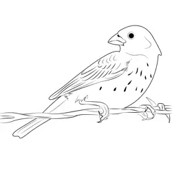 Juvenile Lark Bunting Free Coloring Page for Kids