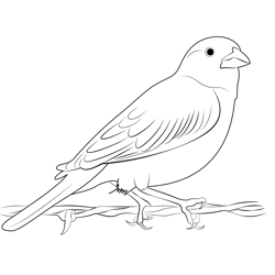 Lark Bunting 1 Free Coloring Page for Kids