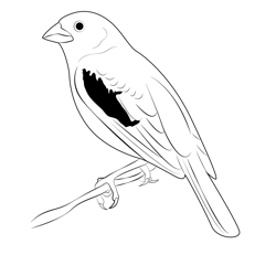 Lark Bunting 2 Free Coloring Page for Kids