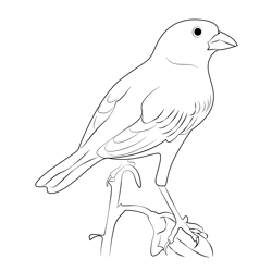 Lark Bunting 3 Free Coloring Page for Kids
