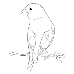 Lark Bunting 4 Free Coloring Page for Kids