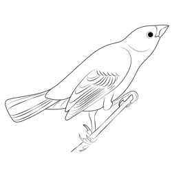 Lark Bunting 5 Free Coloring Page for Kids