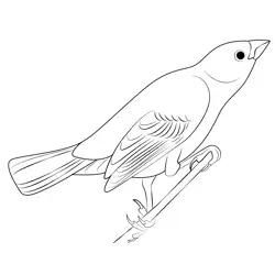Lark Bunting 5 Free Coloring Page for Kids
