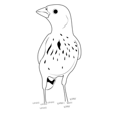 Lark Bunting 6 Free Coloring Page for Kids