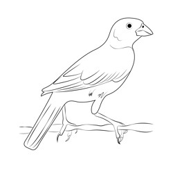 Lark Bunting 7 Free Coloring Page for Kids