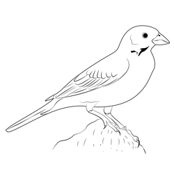 Lark Bunting 8 Free Coloring Page for Kids