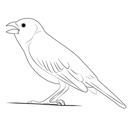 Lark Bunting 9 Free Coloring Page for Kids