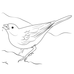 Lark Bunting Bird Drink Water Free Coloring Page for Kids