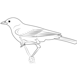 Lark Bunting Bird Free Coloring Page for Kids