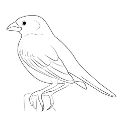 Lark Bunting Female Bird Free Coloring Page for Kids