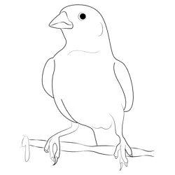 Lark Bunting Female Free Coloring Page for Kids