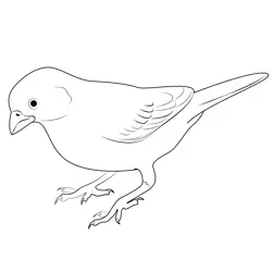 Lark Bunting Free Coloring Page for Kids