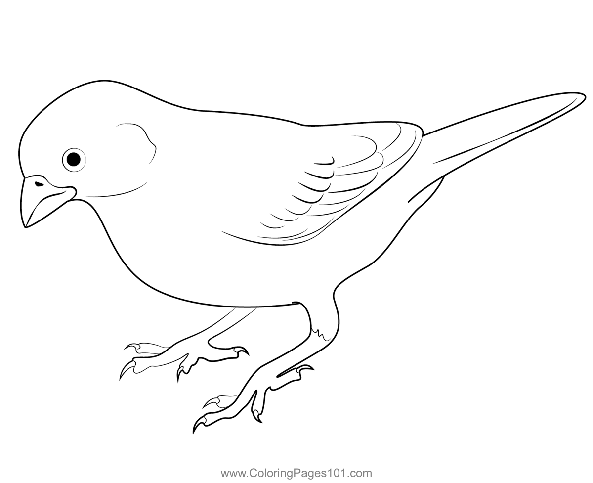 Lark Bunting Coloring Page