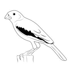 Lark Bunting Sitting Free Coloring Page for Kids