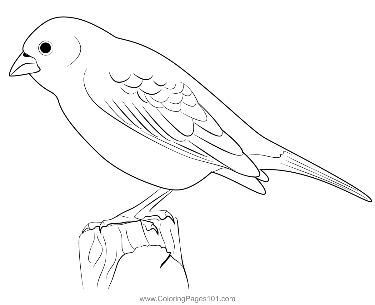 Lark Bunting Coloring Page for Kids Free Buntings Printable Coloring