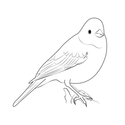 Yellowhammer Bird Free Coloring Page for Kids