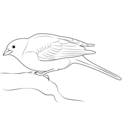 Yellowhammer Free Coloring Page for Kids