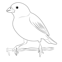 Male Lark Bunting Free Coloring Page for Kids