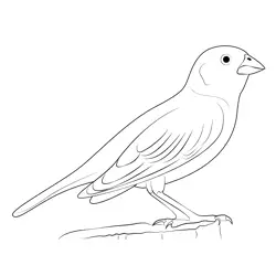 Male Lark Bunting Free Coloring Page for Kids