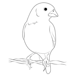 Male Lark Bunting Bird Free Coloring Page for Kids